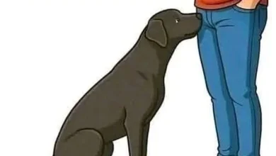 Photo of IF your dog is sniffing your genital area, it means you have…See more