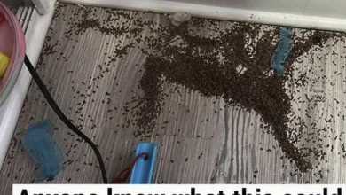 Photo of “Anyone know what this could be? I have found two piles of these … in my daughters’ room.”