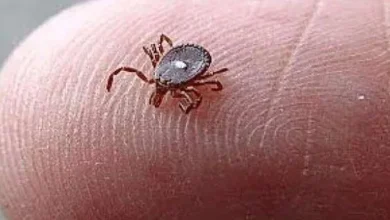 Photo of The Tiny Spotted Parasite That Could Change Your Life and the Urgent Steps You Must Take After a Bite
