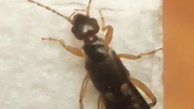 Photo of How To Get Rid Of Earwigs With One Simple Ingredient