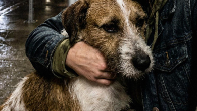Photo of I Adopted a Sickly Stray Dog When I Had Only $12 – The Stranger Who Knocked on My Door Yesterday Changed My Life