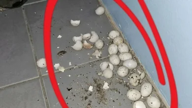 Photo of I went into the garage in the evening and found these eggs on the floor.