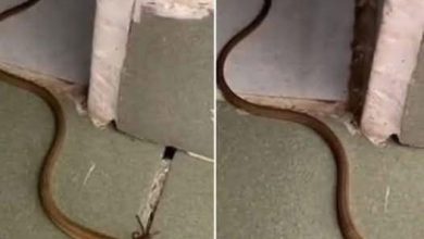 Photo of When a Snake Enters Your Home: What It Really Means and What You Should Do