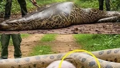 Photo of Park Rangers Rescue Anaconda After Shocking Discovery