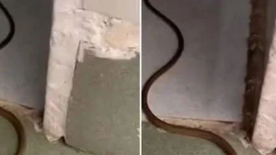 Photo of When a Snake Enters Your Home: What It Really Means and What You Should Do