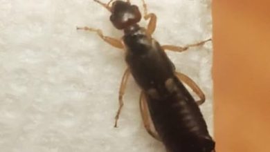 Photo of My 7-year-old son got bitten by this. It looks terrifying