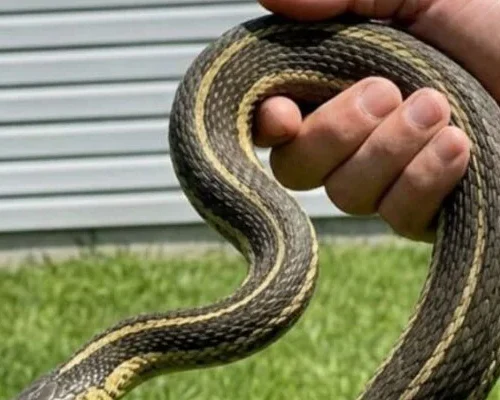 What a Snake in Your Dream vs. a Snake in Your House May Symbolize