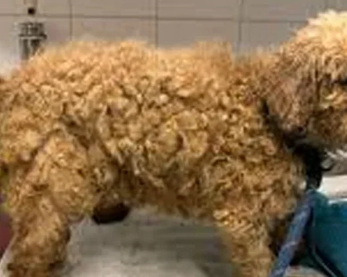Hidden Beneath the Matted Fur