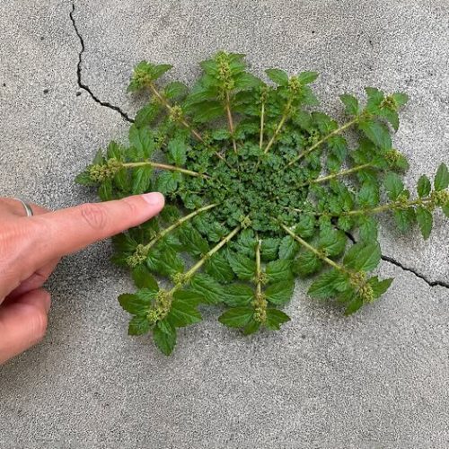 Just one leaf of this plant is worth a gold mine!