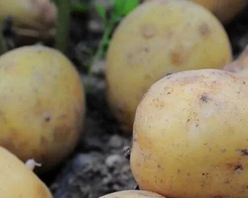 Doctors reveal that eating potatoes causes …