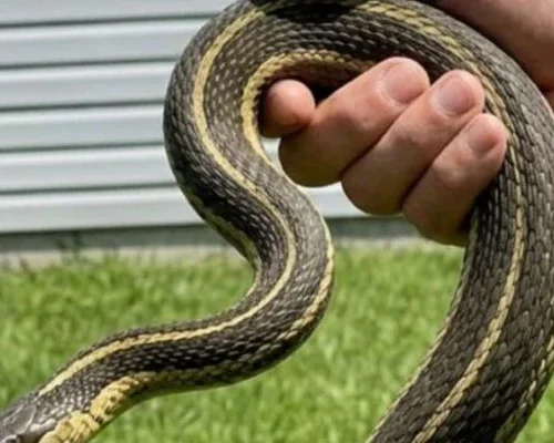 What a Snake in Your Dream vs. a Snake in Your House May Symbolize